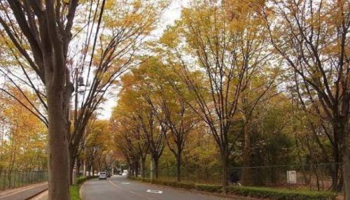 【朝霞市】朝霞の森の画像