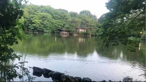 【練馬区】三宝寺池（石神井公園）の画像