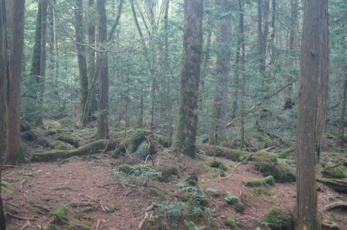 青木ヶ原樹海