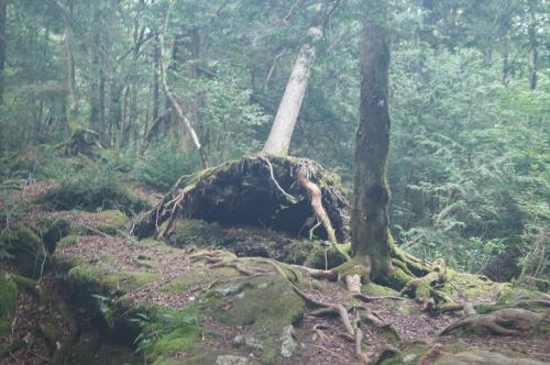 【山梨県】青木ヶ原樹海の画像