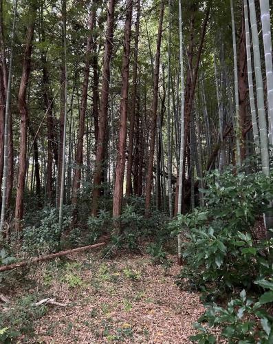 植草共生の森・御成貯水池跡の写真