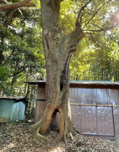 思井神隠し神社の写真