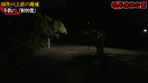 根岸森林公園の写真