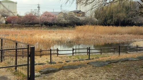 波志江沼(波志江沼環境ふれあい公園)の画像