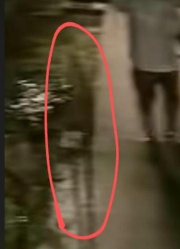 大瀬崎の神池の写真