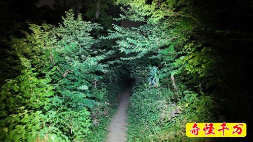 南町緑地保全地域（森の広場）の写真