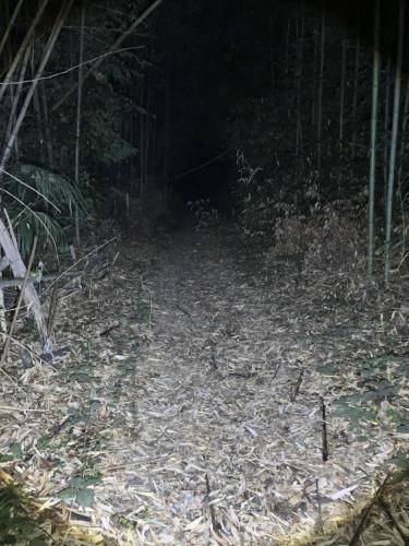 シガイの森（新開の森）の画像