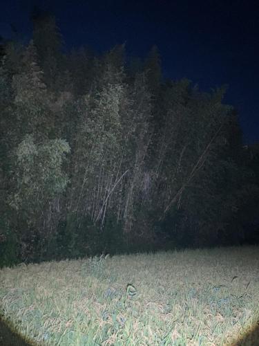 シガイの森（新開の森）の写真