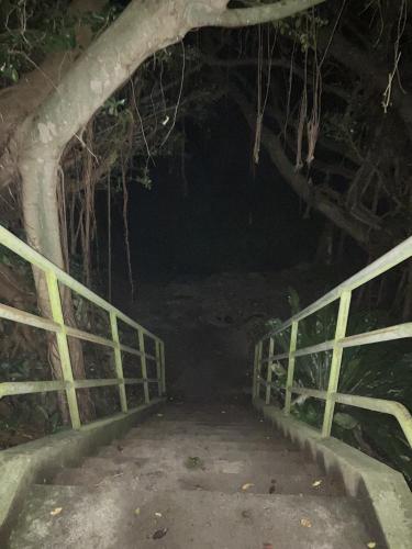 チビチリガマ/シムクガマの画像