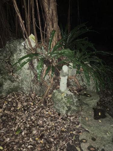 チビチリガマ/シムクガマの画像