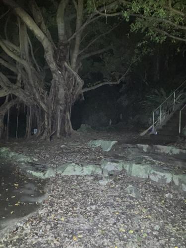 チビチリガマ/シムクガマの画像