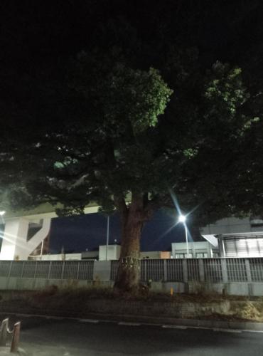 東片端交差点のクスノキの写真