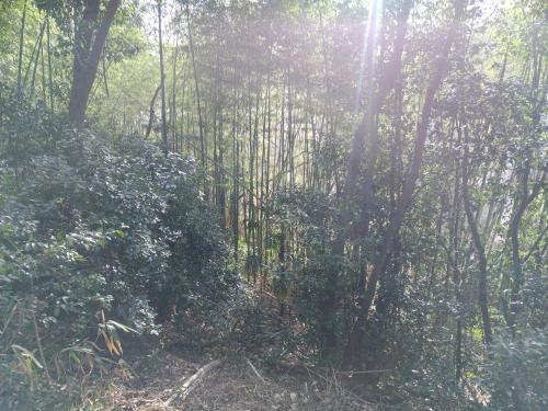 行者山の廃稲荷大明神の写真