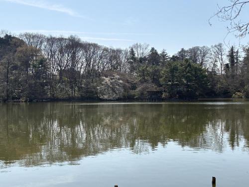 三宝寺池（石神井公園）の画像 02