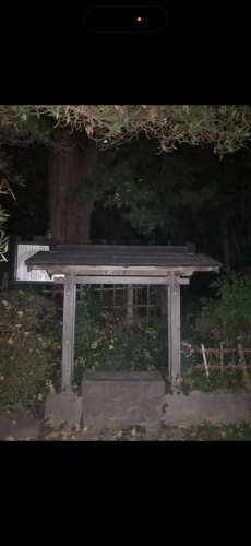 薬師堂のマキの写真