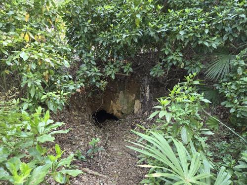 猿貝貝塚の写真