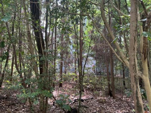 末野の林の写真