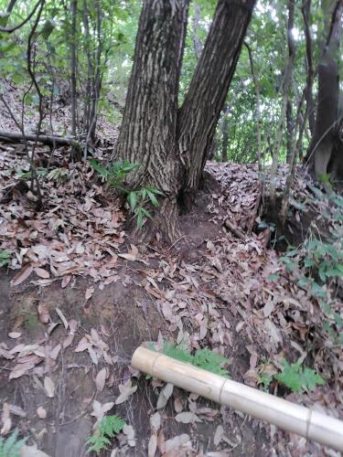 紫金山公園の写真