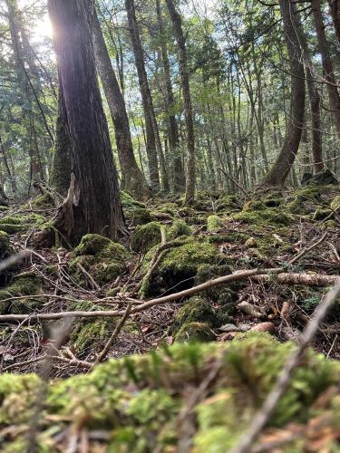 青木ヶ原樹海の写真