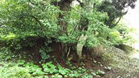 佐賀県鹿島市の心霊スポット「蟻尾山」