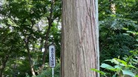 埼玉県所沢市の心霊スポット「滝の城跡公園」