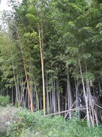 埼玉県吉川市の心霊スポット「猫山」