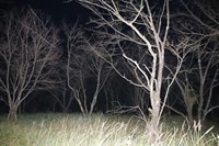 鹿児島県姶良市の心霊スポット「桜公園」