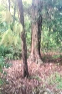 埼玉県川越市の心霊スポット「川越の幽霊通り」