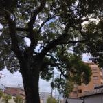 福岡県福岡市の心霊スポット「和田にある大木」