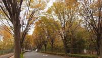 埼玉県朝霞市の心霊スポット「朝霞の森」