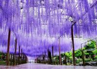 【愛知県】曼陀羅寺公園の画像