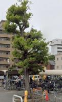 愛知県名古屋市の心霊スポット「中村遊郭跡」