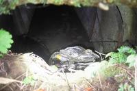 石川県金沢市の心霊スポット「夕日寺隧道」