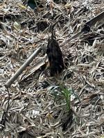 佐賀県唐津市の心霊スポット「土井大炊頭利延墓園」