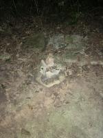 沖縄県東村の心霊スポット「真のsss（シーゾーグムイ付近新川川流域にある御嶽）」