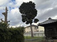 【埼玉県】公園裏の墓地の画像