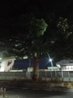 愛知県名古屋市の心霊スポット「東片端交差点のクスノキ」