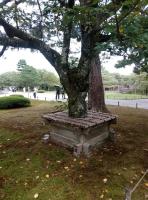 石川県金沢市の心霊スポット「兼六園」