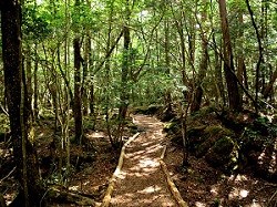 樹海に中にある謎の村の画像