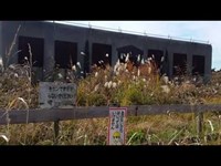 【廃墟探索/心霊スポット】『千葉県検見川送信所』再訪問