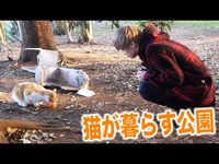 猫が暮らしてる公園に行ってみた