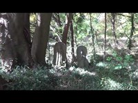 昼間心霊スポットに行ってみた（続々・秋ヶ瀬公園）祠を探して・・・part2