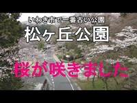 2018.3 いわき市平 松ヶ丘公園の桜が咲きました