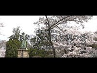 福島の桜より　～いわき　松ヶ岡公園の桜～