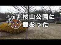 桜山公園に鹿おった！近づいていった結果、、、