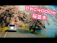 【海津大崎　桜】琵琶湖、海津大崎の桜を華麗にドライブスルー。車載動画　Sakura Japan　Cherry Blossom　櫻花盛開Flor de cerezo벚꽃Fleur de cerisier