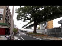 道路の真ん中に生える巨木　東片端　クスノキ 御神木？神樹？　大樟