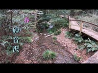 春の妙音沢のせせらぎ【埼玉県新座市栄】