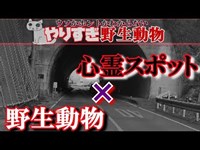 心霊スポットで野生動物の生態調査してみた！