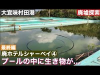 プールの中に生き物が...   [最終編]　2020年　2月